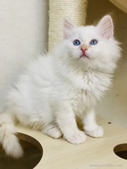 ID：2104-00759の子猫