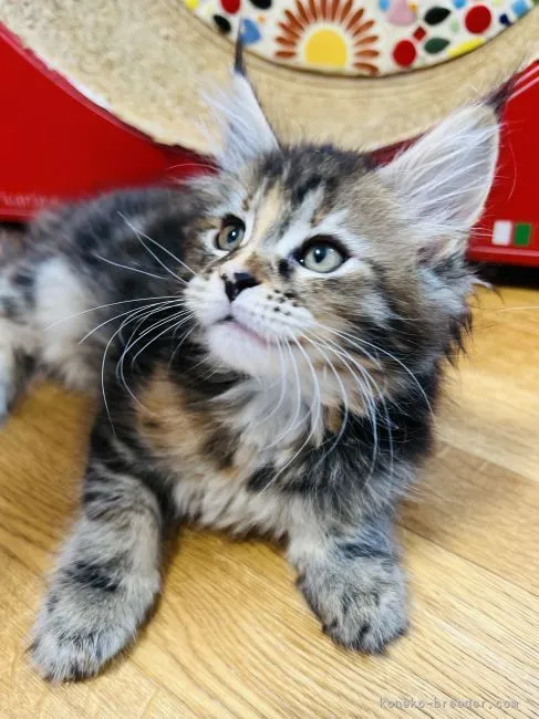 メルセデス 様のお迎えした子猫