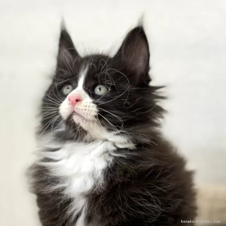 ID：2406-00996の子猫