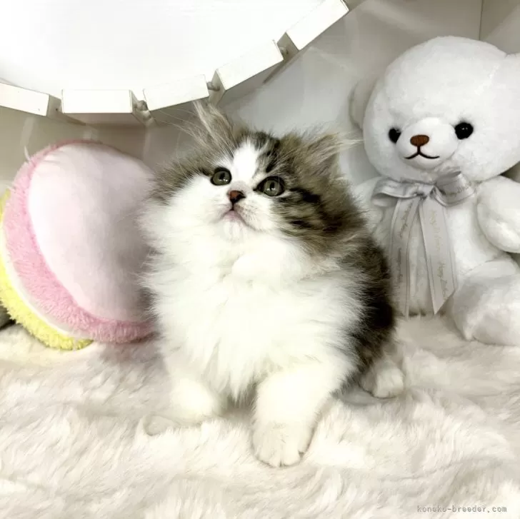 ID:2312-00582の子猫