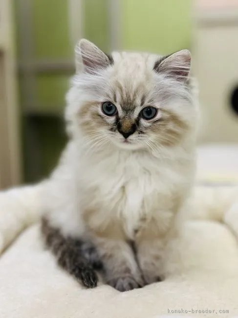 ID：2203-02363の子猫