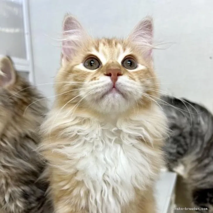 ID：2211-01090の子猫