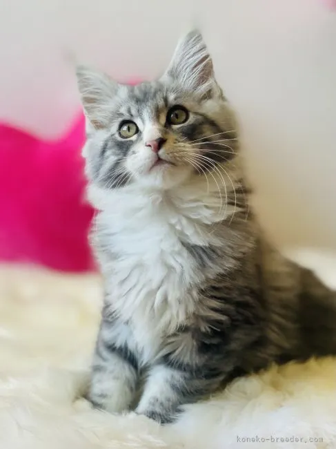 たや 様のお迎えした子猫