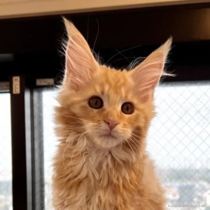ID:2301-00092の子猫