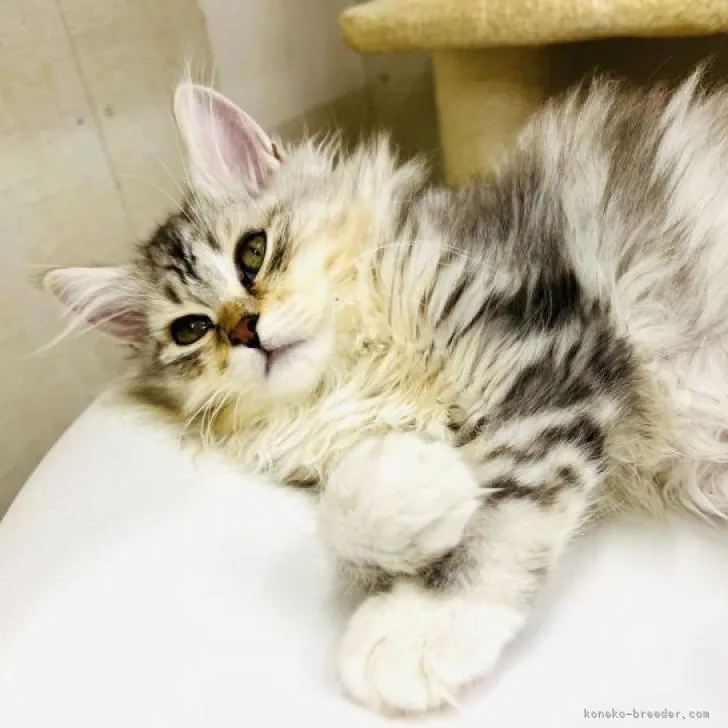 ID：2206-01107の子猫