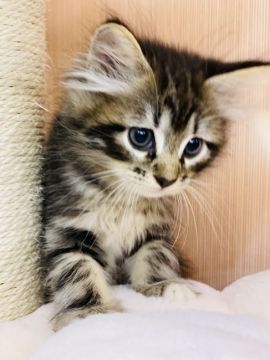 サイベリアン【神奈川県・男の子・2021年7月5日・ブラウンタビー&ホワイト】の写真「お顔の整ったイケメンくん❤️」