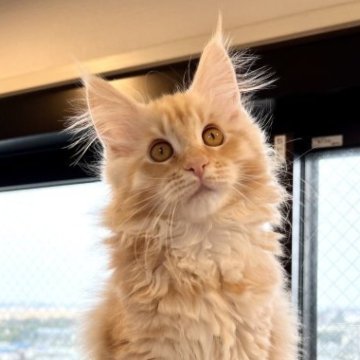 メインクーン【神奈川県・女の子・2022年11月25日・レッドクラッシックタビー&ホワイト】の写真「🐱🐱期間限定🐱🐱🌸レッドフェア開催中🌸」