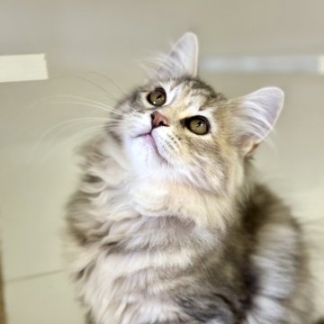 サイベリアン【神奈川県・女の子・2024年4月4日・ブルーパッチドタビー】の写真「🐾🐈‍⬛サマーフェア🐈‍⬛🐾」