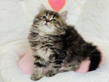 サイベリアン【神奈川県・女の子・2021年7月29日・ブラウンタビー&ホワイト】の写真「もふもふまんまるの女の子❤️」