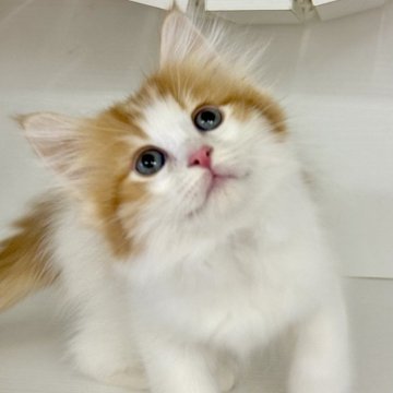 サイベリアン【神奈川県・男の子・2024年8月22日・レッドタビー&ホワイト】の写真「キリッとした顔立ちの男の子🩷」