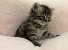 サイベリアン【神奈川県・男の子・2025年9月29日・ブラウンタビー】の写真10