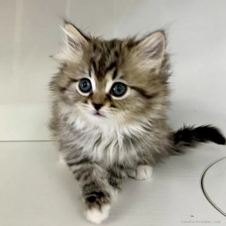 ID:2501-00789の子猫