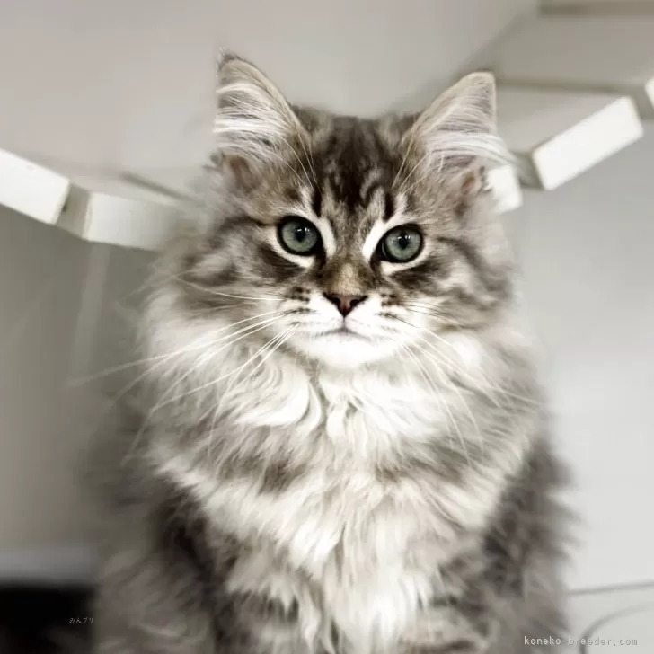 サイベリアン【神奈川県・男の子・2025年7月18日・ブルータビー】の写真1