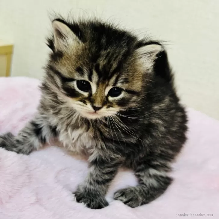 サイベリアン【神奈川県・男の子・2025年10月15日・ブラウンタビー】の写真1