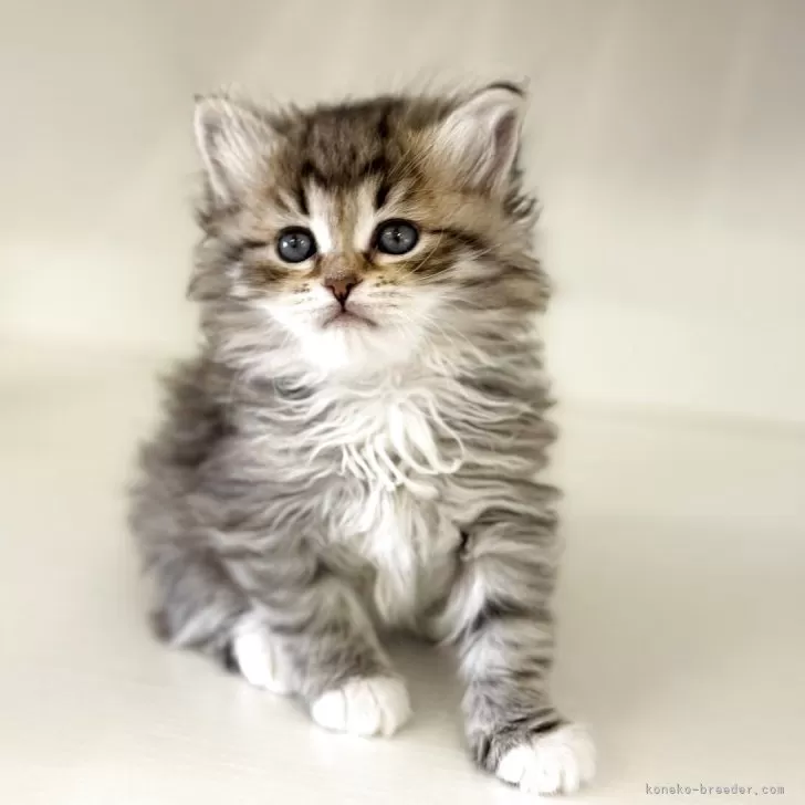 ID：2505-00076の子猫