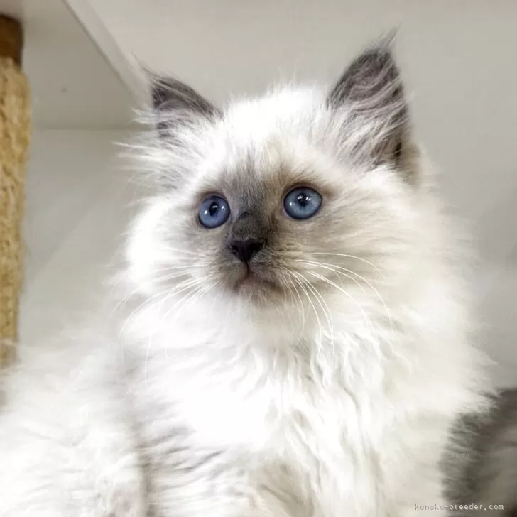 ID：2605-02597の子猫