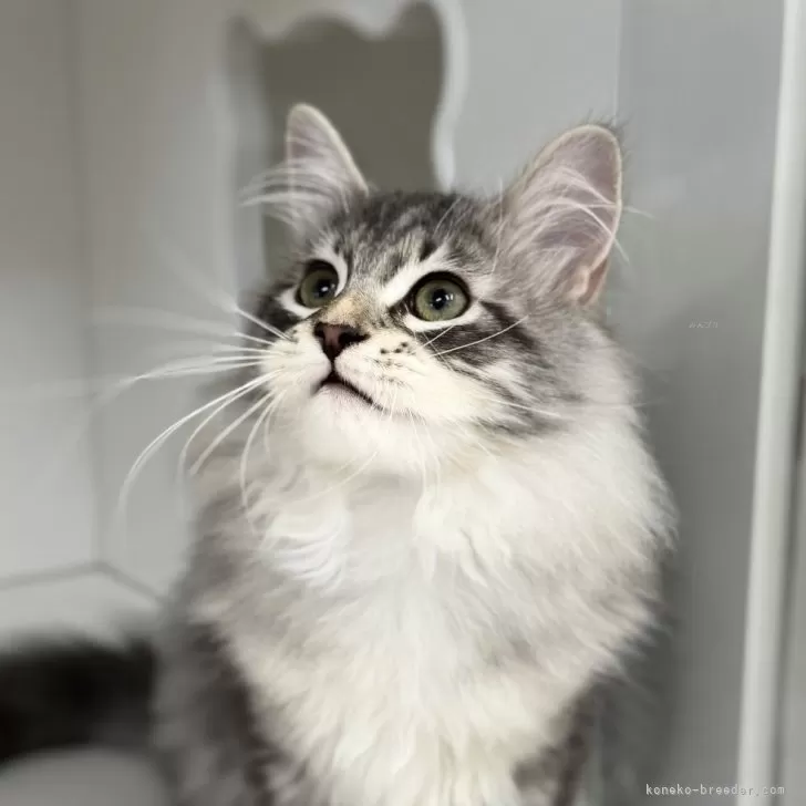 サイベリアン【神奈川県・男の子・2025年6月21日・ブルーシルバータビー&amp;ホワイト】の写真1