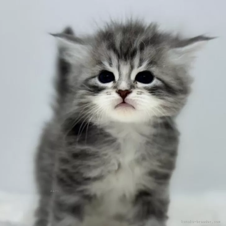 サイベリアン【神奈川県・男の子・2025年11月6日・ブルータビー&amp;ホワイト】の写真1