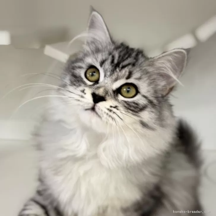 サイベリアン【神奈川県・女の子・2025年6月21日・シルバータビー】の写真1