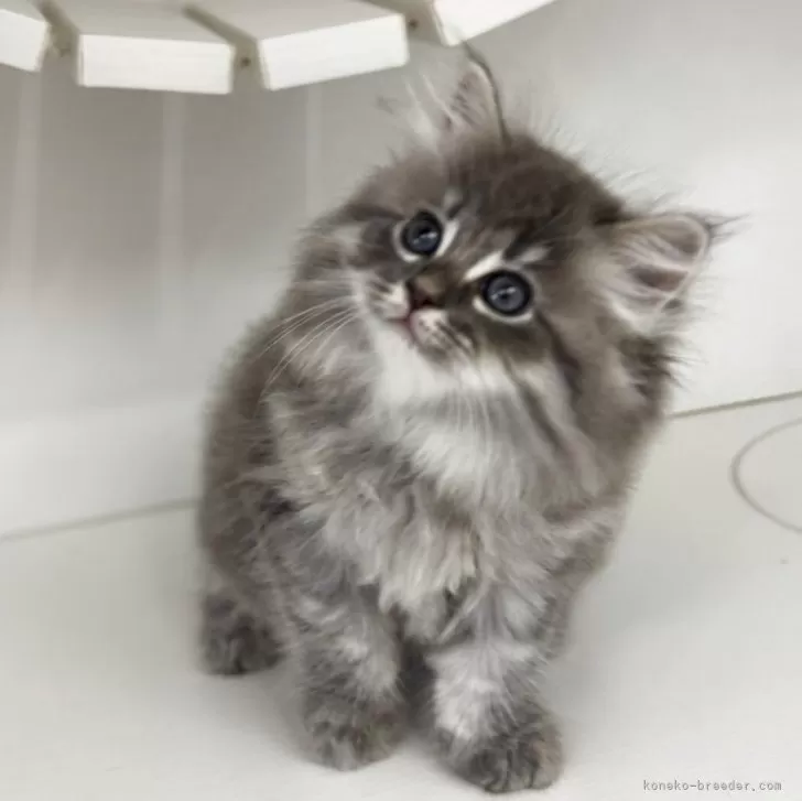 ID:2508-03396の子猫