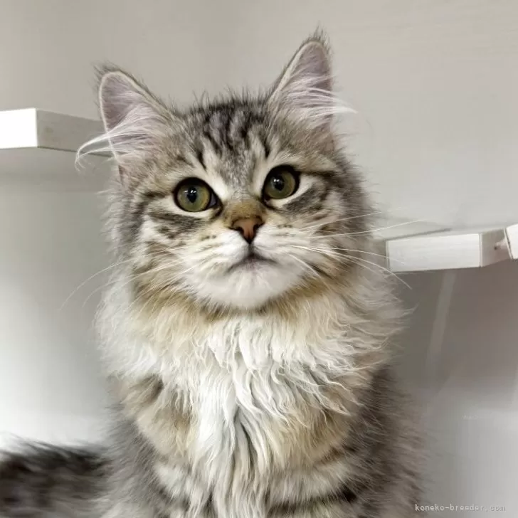 ID：2505-02818の子猫
