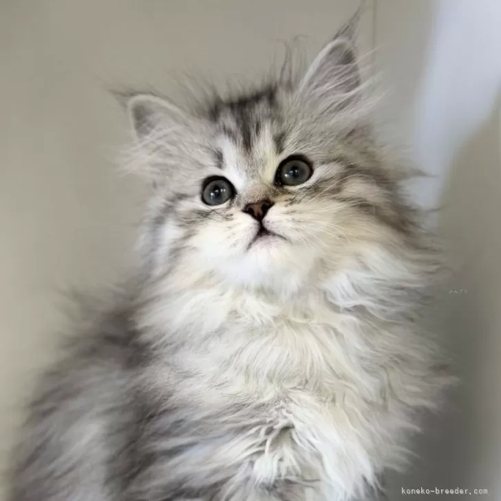 ID：2512-01213の子猫