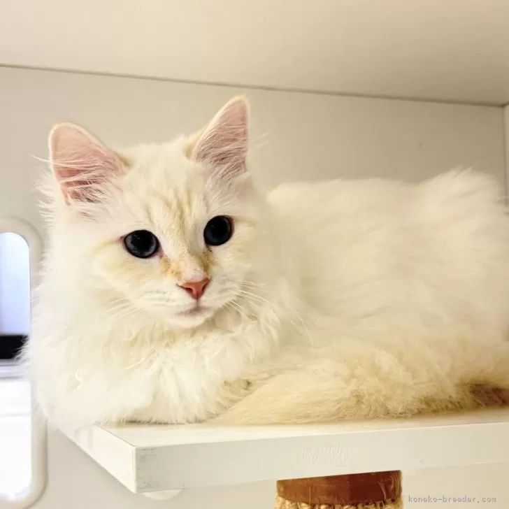 ID：2603-03073の子猫
