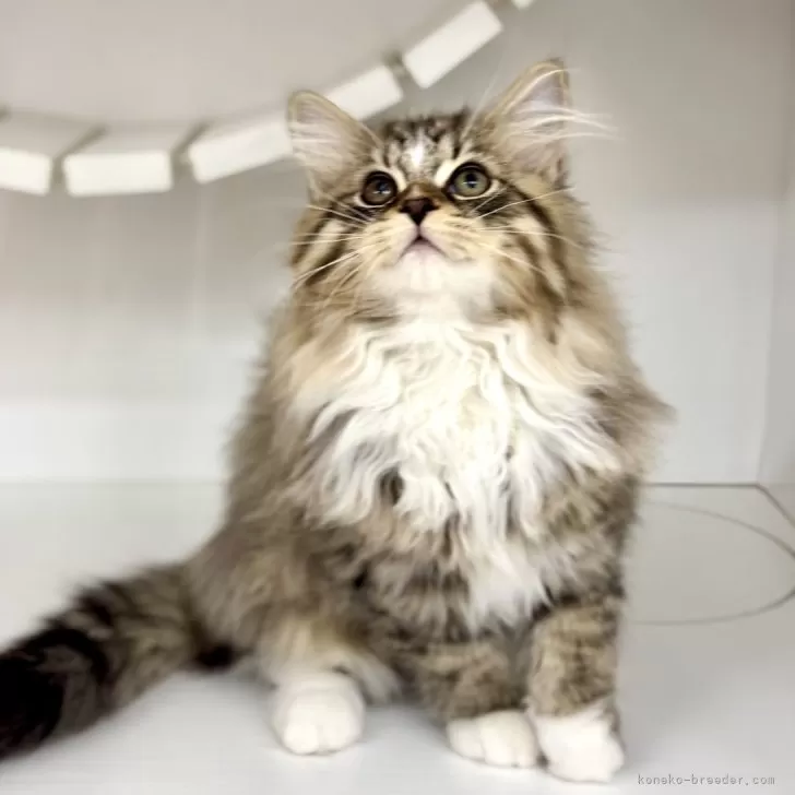 ID:2501-02645の子猫
