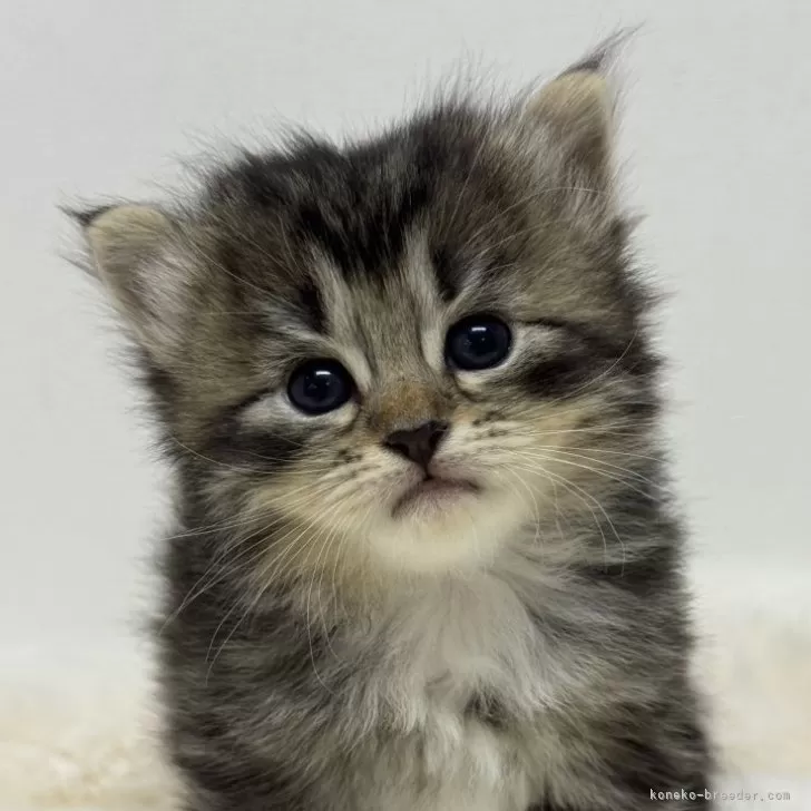 サイベリアン【神奈川県・女の子・2025年11月6日・ブラウンタビー&amp;ホワイト】の写真1