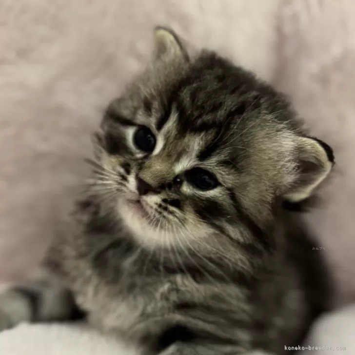 サイベリアン【神奈川県・男の子・2025年9月29日・ブラウンタビー】の写真1