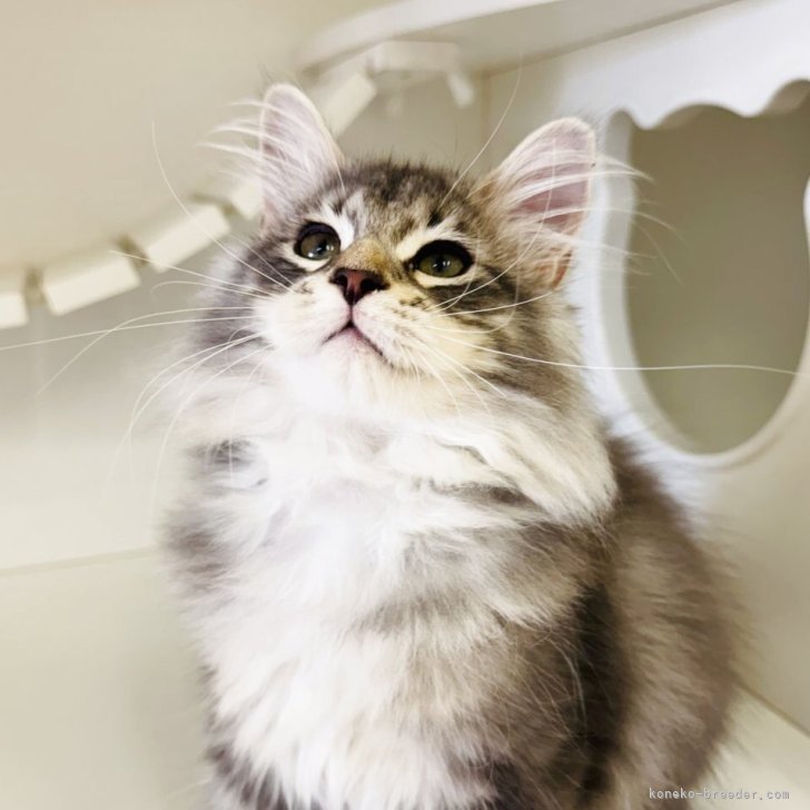 ブリーダー画像