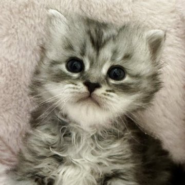 サイベリアン【神奈川県・男の子・2025年9月29日・シルバータビー】の写真「まんまるお目目の男の子🐈‍⬛」