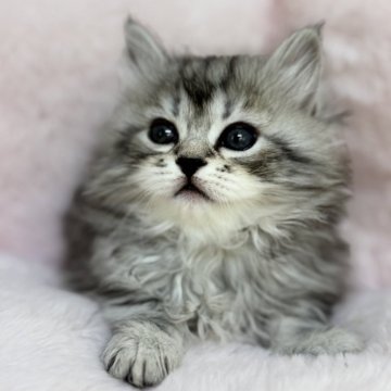 サイベリアン【神奈川県・女の子・2025年9月29日・シルバータビー】の写真「まんまるお目目の女の子🩷」