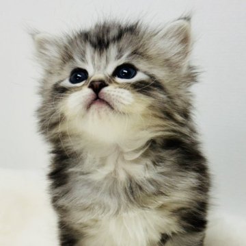 サイベリアン【神奈川県・男の子・2025年11月6日・シルバータビー】の写真「ふわっと甘い、シルバーの小さな宝物✨」