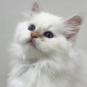 サイベリアン【神奈川県・男の子・2025年11月6日・レッドリンクスポイント】の写真「雪のしずくから生まれた、小さな天使👼」