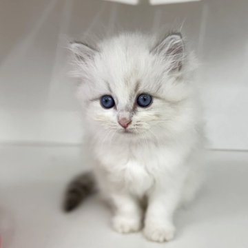 サイベリアン【神奈川県・女の子・2025年6月28日・ブルーリンスポイント】の写真「まったりした癒し系の女の子💕」