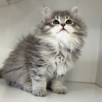 サイベリアン【神奈川県・女の子・2025年10月15日・ブルータビー】の写真「ふんわり天使のまなざしに恋して🩷」