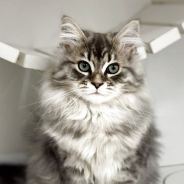 サイベリアン【神奈川県・男の子・2025年7月18日・ブルータビー】の写真「キリッとしてきました！がっちりしてます🐈‍⬛」