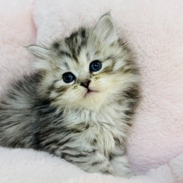 サイベリアン【神奈川県・女の子・2025年11月9日・シルバータビー】の写真「のんびり穏やかな性格のgirl、ふわふわの宝物🍀」