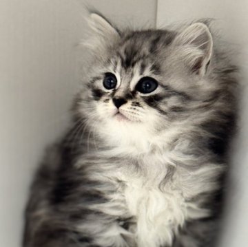 サイベリアン【神奈川県・女の子・2025年10月15日・ブルーシルバータビー（モカ）】の写真「天使みたいなふわもこちゃん✨🐾」