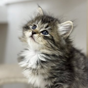 サイベリアン【神奈川県・女の子・2025年11月6日・ブラウンタビー&ホワイト】の写真「やさしいまなざしの、癒し系ブラウンタビー✨」