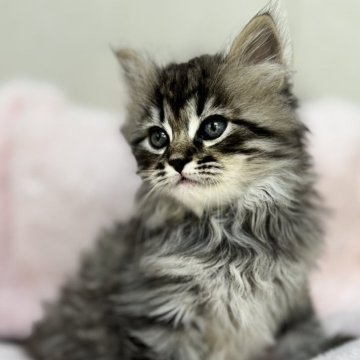 サイベリアン【神奈川県・男の子・2025年9月29日・ブラウンタビー】の写真「まんまるお目目の男の子🐈‍⬛」