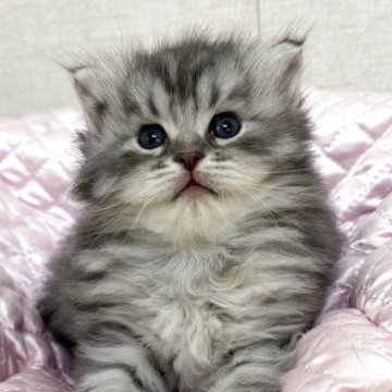 サイベリアン【神奈川県・男の子・2025年5月19日・シルバータビー】の写真「ママ似の男の子🩷」