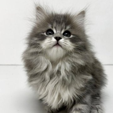 サイベリアン【神奈川県・女の子・2025年11月6日・ブルータビー】の写真「穏やかで優しい性格のブルーの女の子😊」