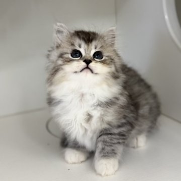 サイベリアン【神奈川県・男の子・2025年8月10日・シルバータビー&ホワイト】の写真「探検家な男の子🐈‍⬛」