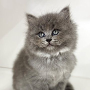 サイベリアン【神奈川県・女の子・2025年8月7日・ブルースモーク】の写真「おっとりしたお目目くりくりの女の子😊」