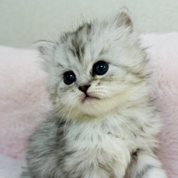 サイベリアン【神奈川県・女の子・2025年11月9日・シルバーパッチドタビー】の写真「うるうる瞳の、やさしい天使✨」