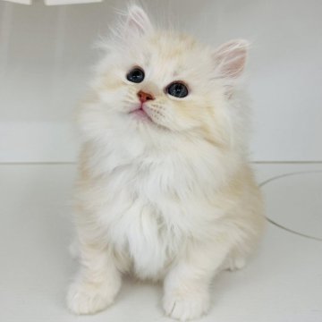 サイベリアン【神奈川県・男の子・2025年8月10日・カメオタビー】の写真「おっとりマイペースな男の子🐈‍⬛」