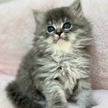 サイベリアン【神奈川県・女の子・2025年7月18日・ブルータビー】の写真「お目目くりくりですでに構ってちゃん🩷」