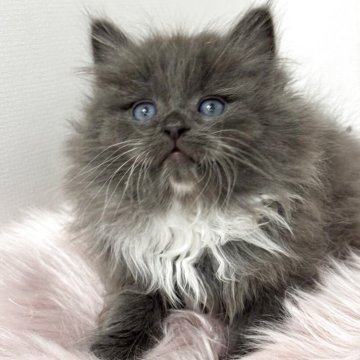 サイベリアン【神奈川県・男の子・2025年11月18日・ブルー&ホワイト】の写真「ふわふわのぬいぐるみみたいな、優しいブルーの男の子」